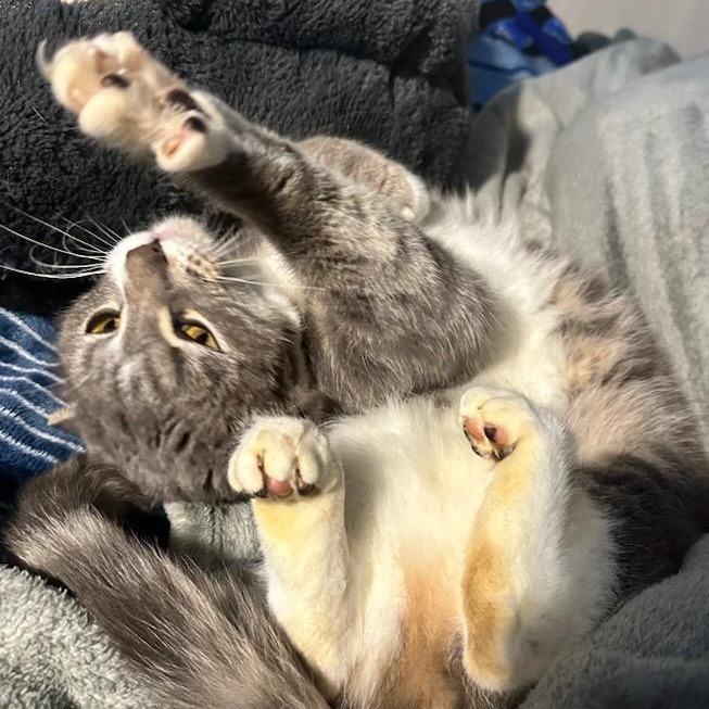 Princess, an adoptable Domestic Short Hair in Jacksonville, OR, 97530 | Photo Image 4