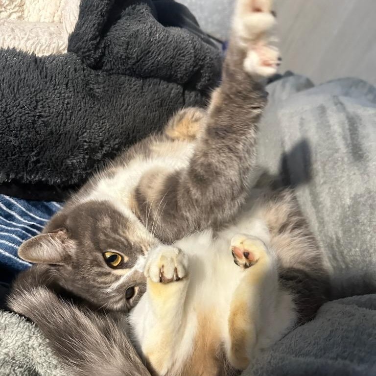 Princess, an adoptable Domestic Short Hair in Jacksonville, OR, 97530 | Photo Image 5