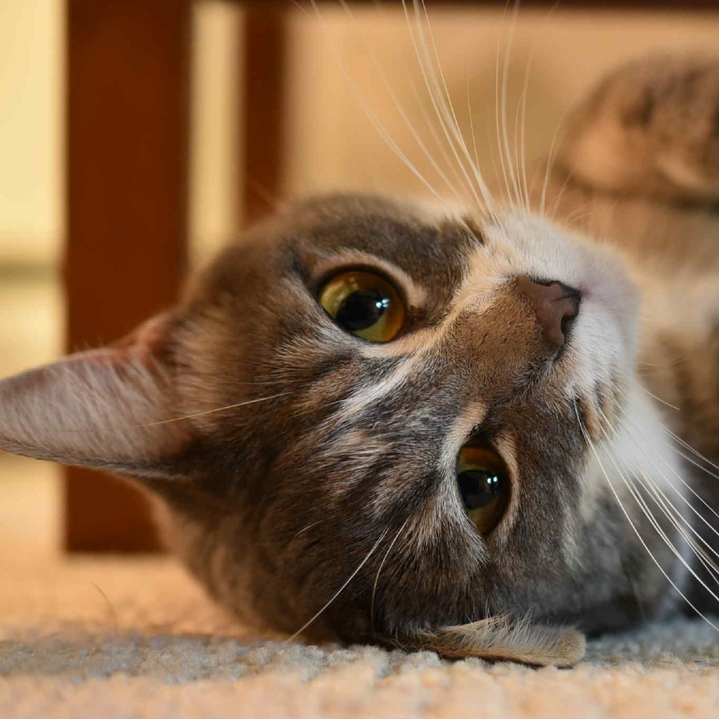 Princess, an adoptable Domestic Short Hair in Jacksonville, OR, 97530 | Photo Image 6