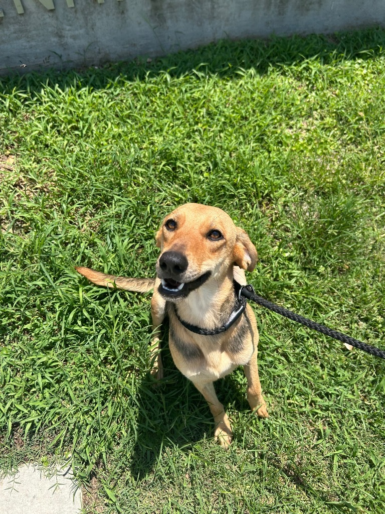 Gracie