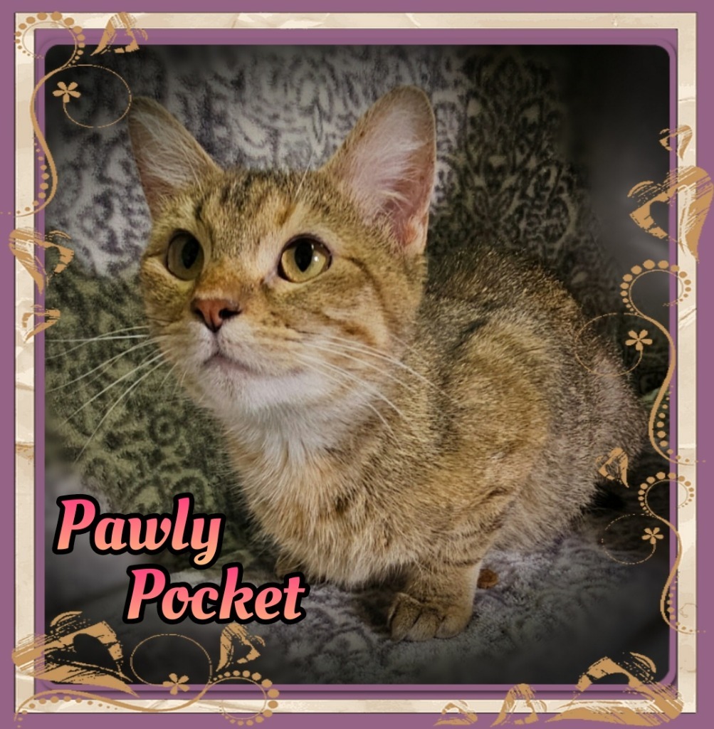 Pawly Pocket