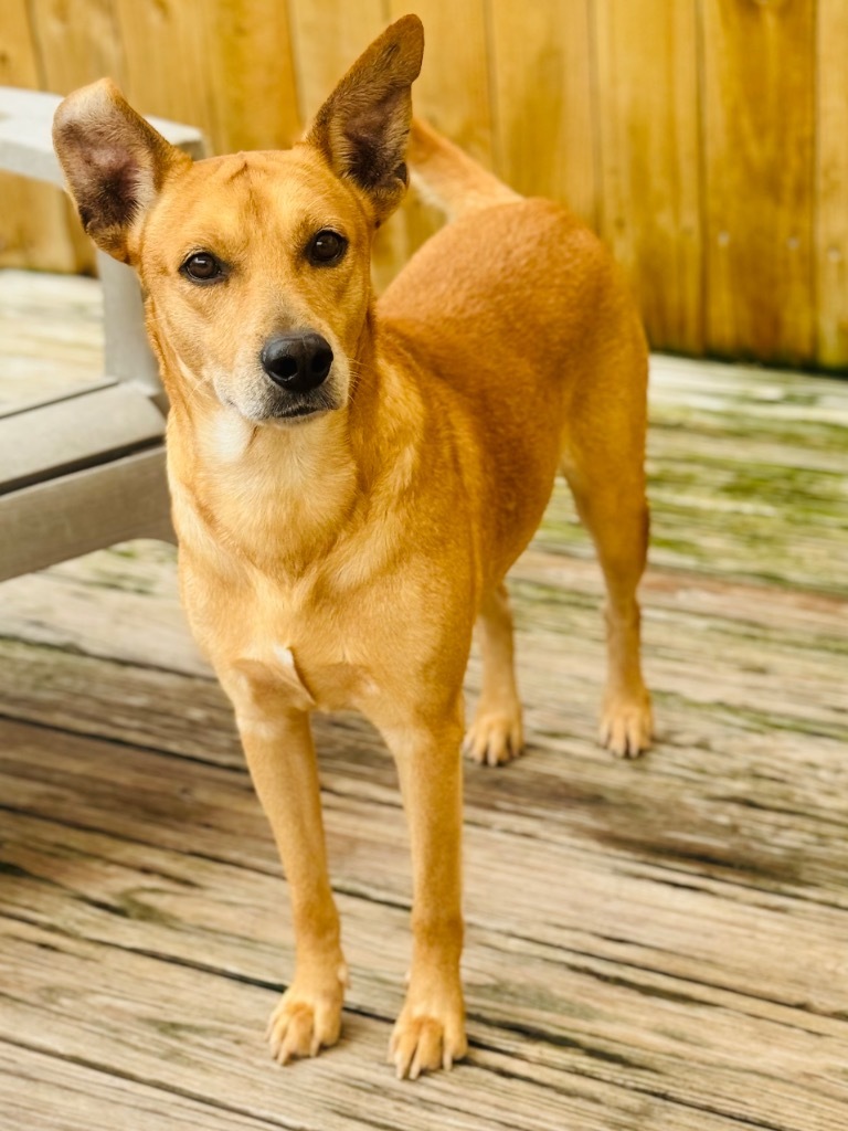 Aspin