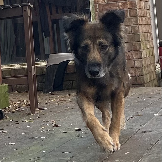 Lola Girl