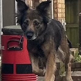 Lola Girl