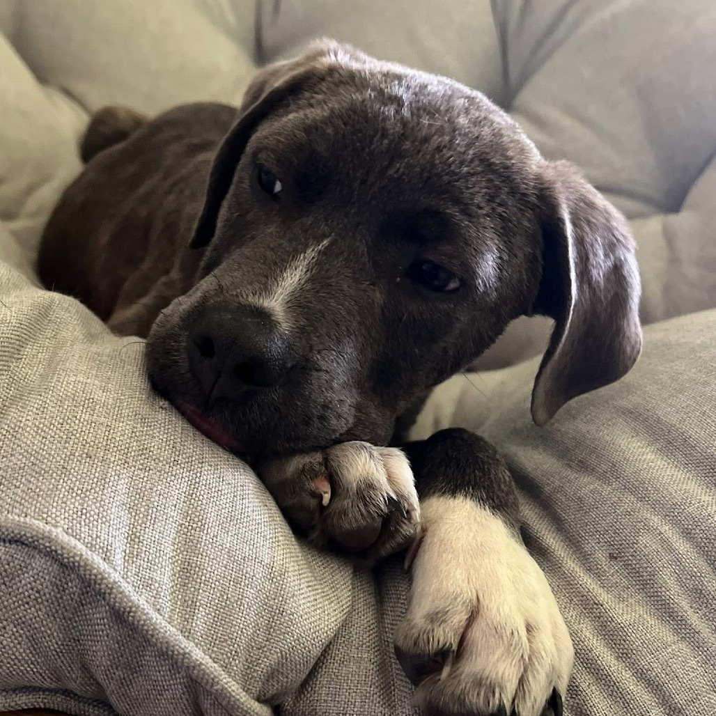 Porthos