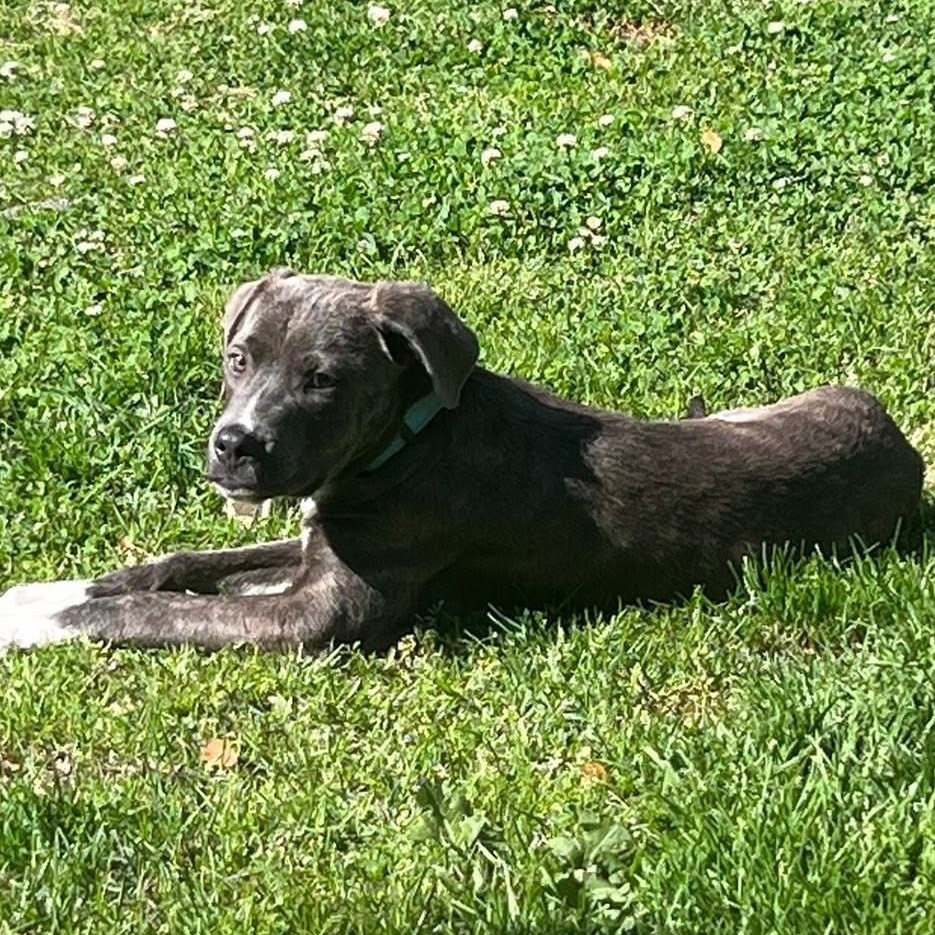 Porthos