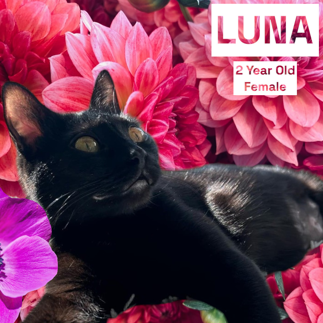 Luna