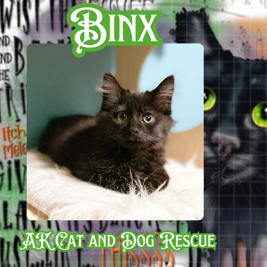 Binx, an adoptable Domestic Long Hair in Wasilla, AK, 99654 | Photo Image 1