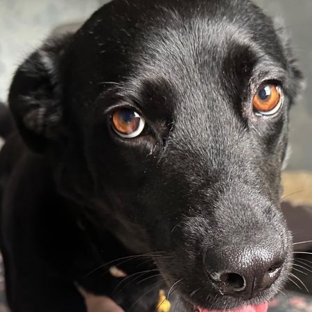 Tula photo