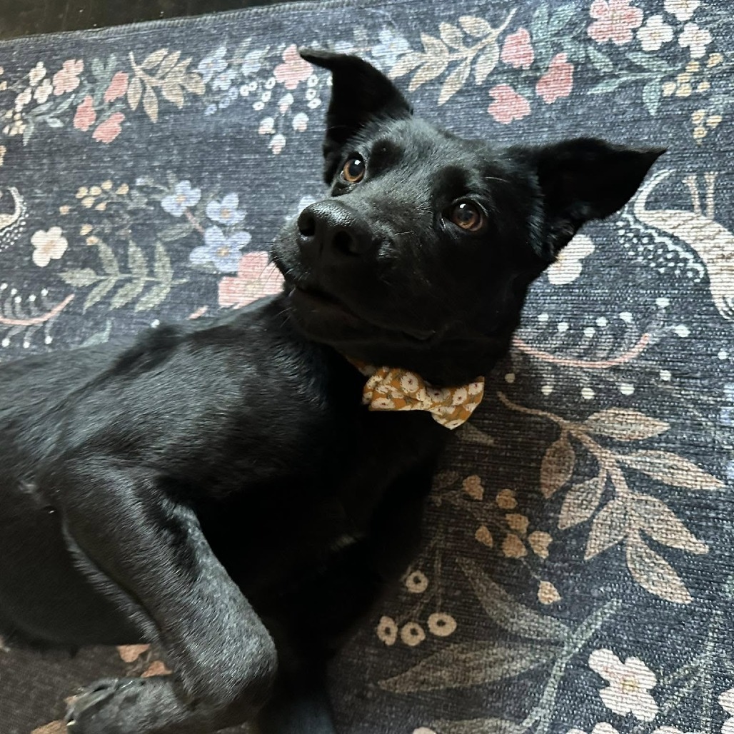 Tula