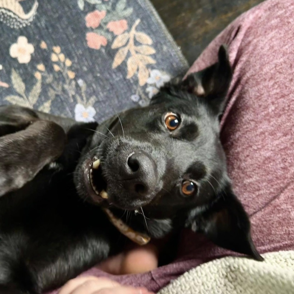 Tula