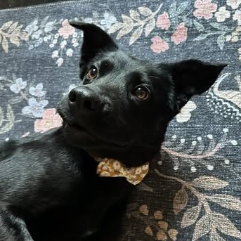 Tula