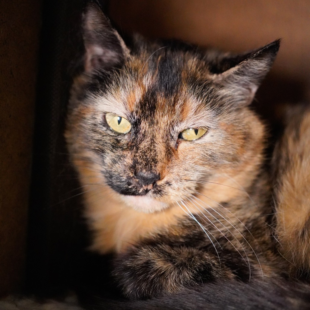 Tabitha, an adoptable Domestic Short Hair in Thomaston, ME, 04861 | Photo Image 1