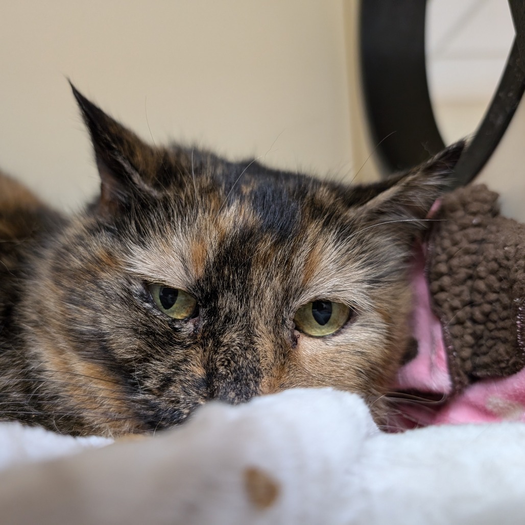 Tabitha, an adoptable Domestic Short Hair in Thomaston, ME, 04861 | Photo Image 2