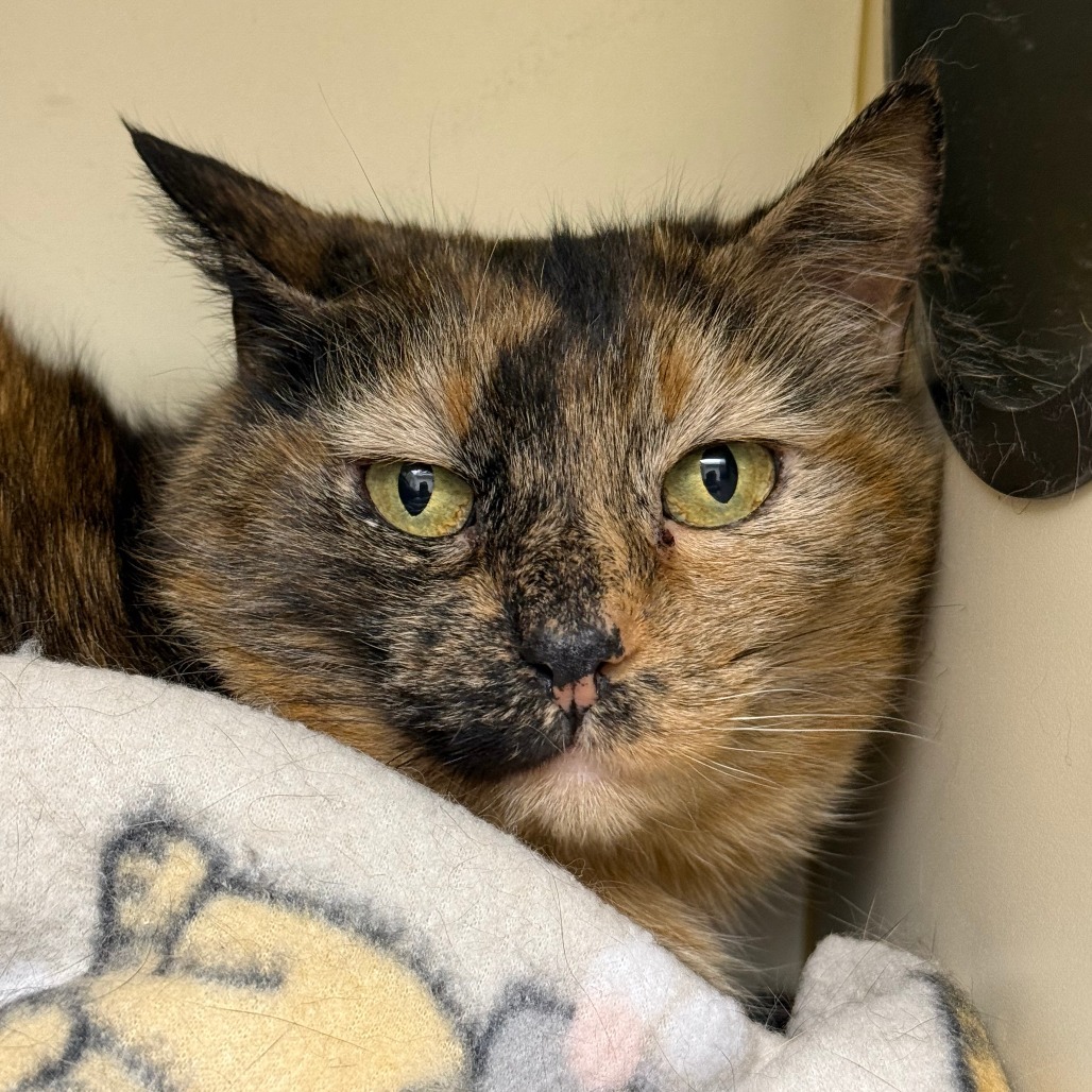 Tabitha, an adoptable Domestic Short Hair in Thomaston, ME, 04861 | Photo Image 3