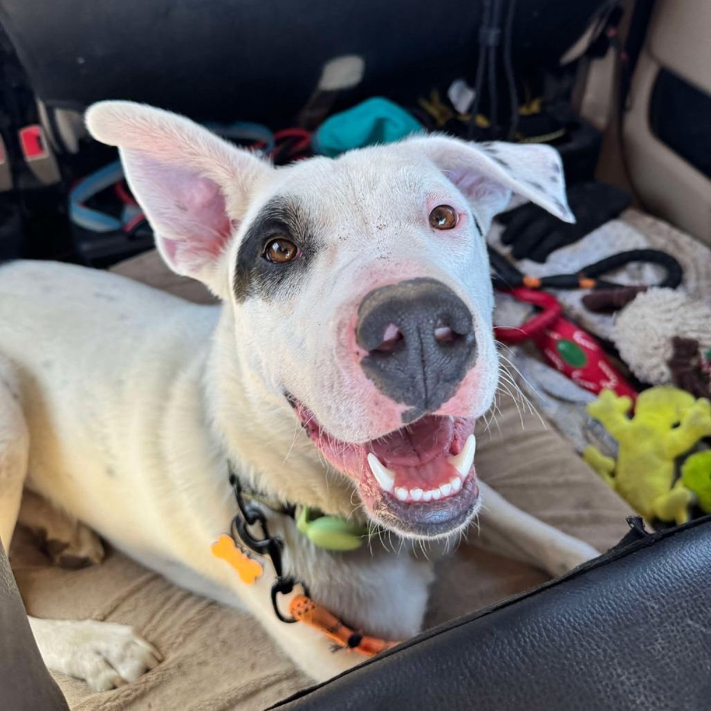 Spot, an adoptable Mixed Breed in Bend, OR, 97702 | Photo Image 1