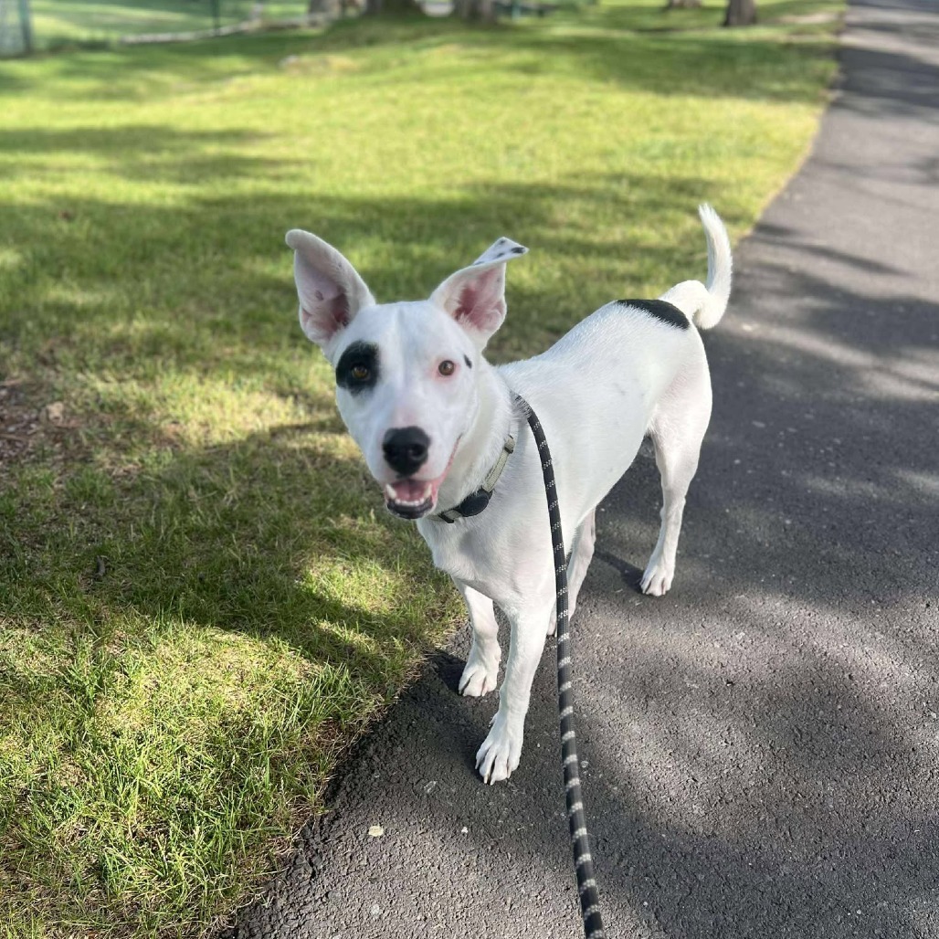 Spot, an adoptable Mixed Breed in Bend, OR, 97702 | Photo Image 1