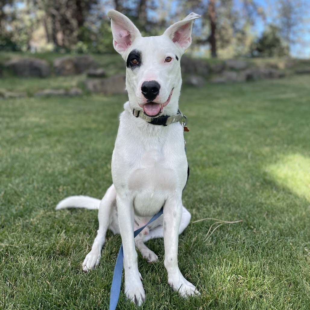 Spot, an adoptable Mixed Breed in Bend, OR, 97702 | Photo Image 1