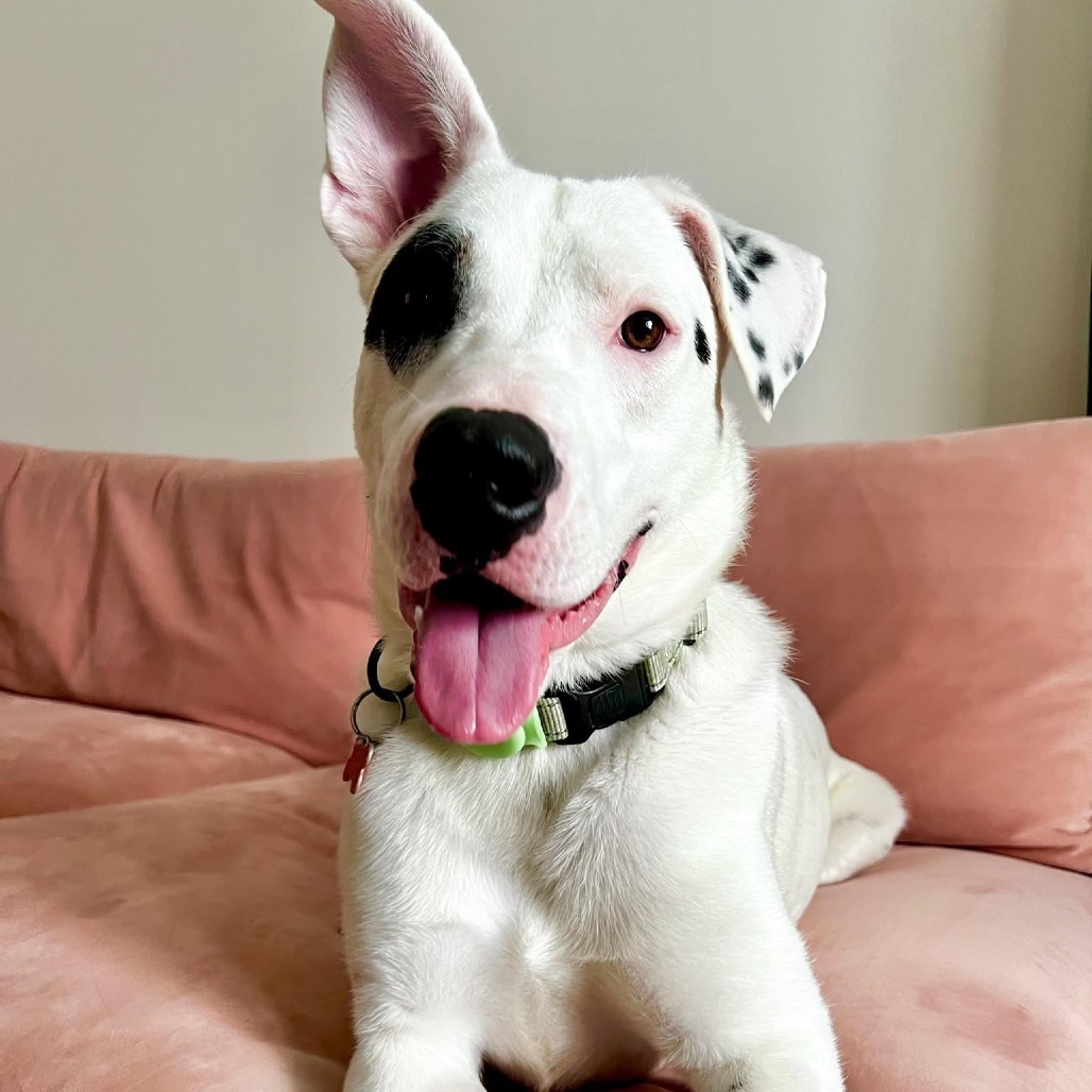 Spot (I head to training 8/17!), an adoptable Mixed Breed in Bend, OR, 97702 | Photo Image 1