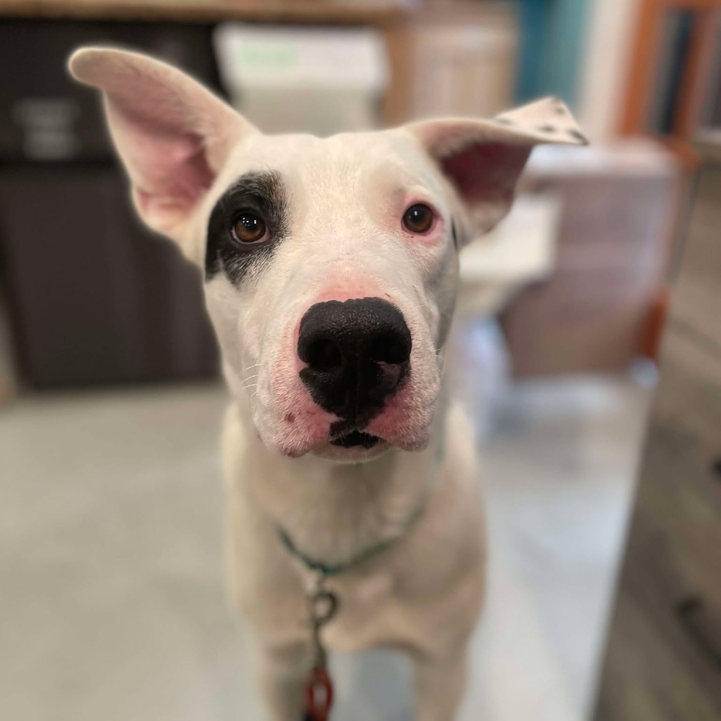 Spot, an adoptable Mixed Breed in Bend, OR, 97702 | Photo Image 3