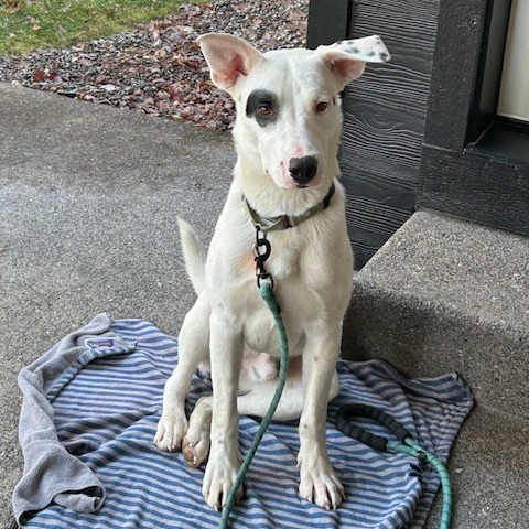 Spot, an adoptable Mixed Breed in Bend, OR, 97702 | Photo Image 5