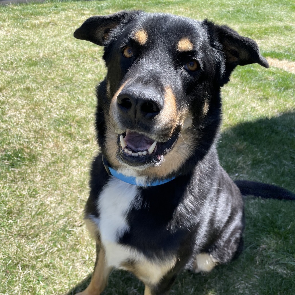 Zeppelin, an adoptable Rottweiler, Siberian Husky in Bend, OR, 97702 | Photo Image 1