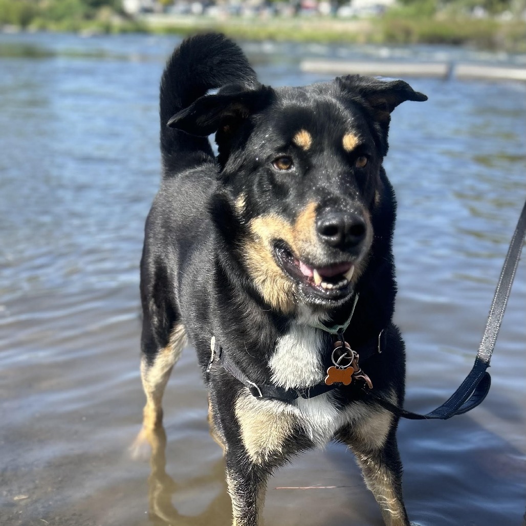 Zeppelin, an adoptable Rottweiler, Siberian Husky in Bend, OR, 97702 | Photo Image 1