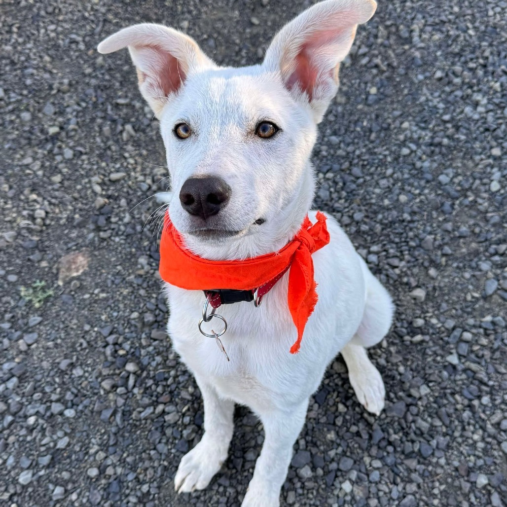 Admiral, an adoptable Labrador Retriever, Mixed Breed in Bend, OR, 97702 | Photo Image 1
