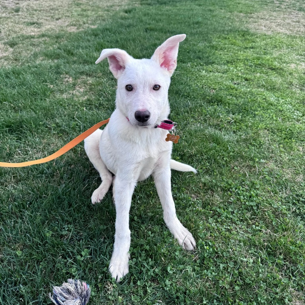 Admiral, an adoptable Labrador Retriever, Mixed Breed in Bend, OR, 97702 | Photo Image 2