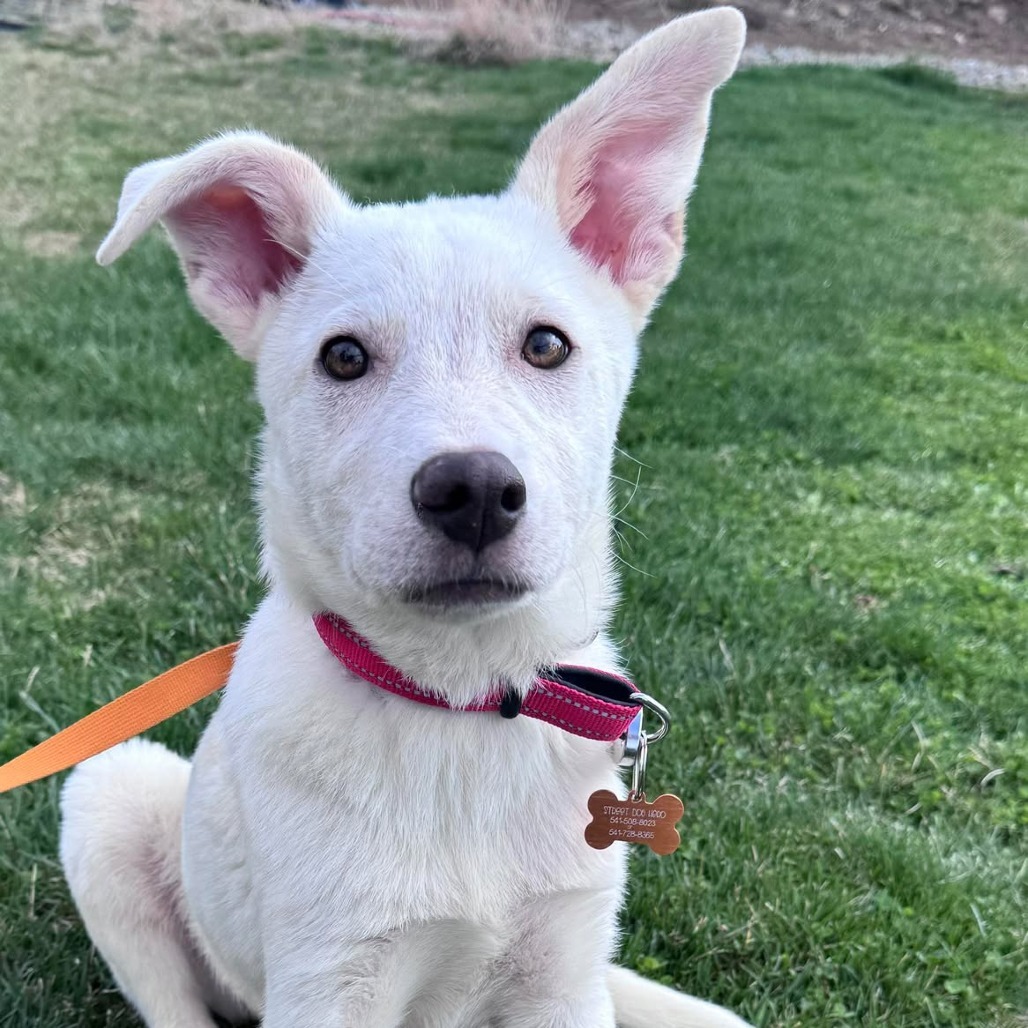 Admiral, an adoptable Labrador Retriever, Mixed Breed in Bend, OR, 97702 | Photo Image 3