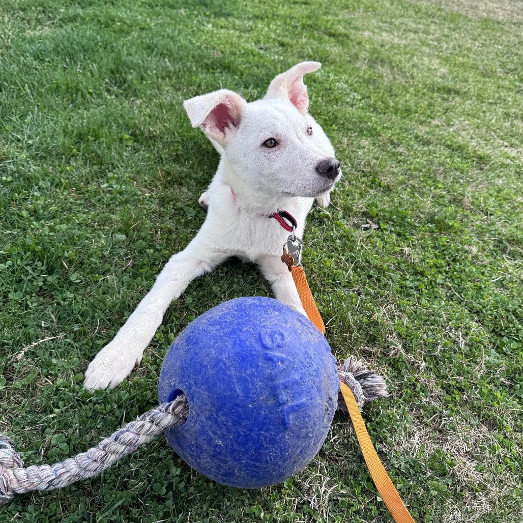 Admiral, an adoptable Labrador Retriever, Mixed Breed in Bend, OR, 97702 | Photo Image 4
