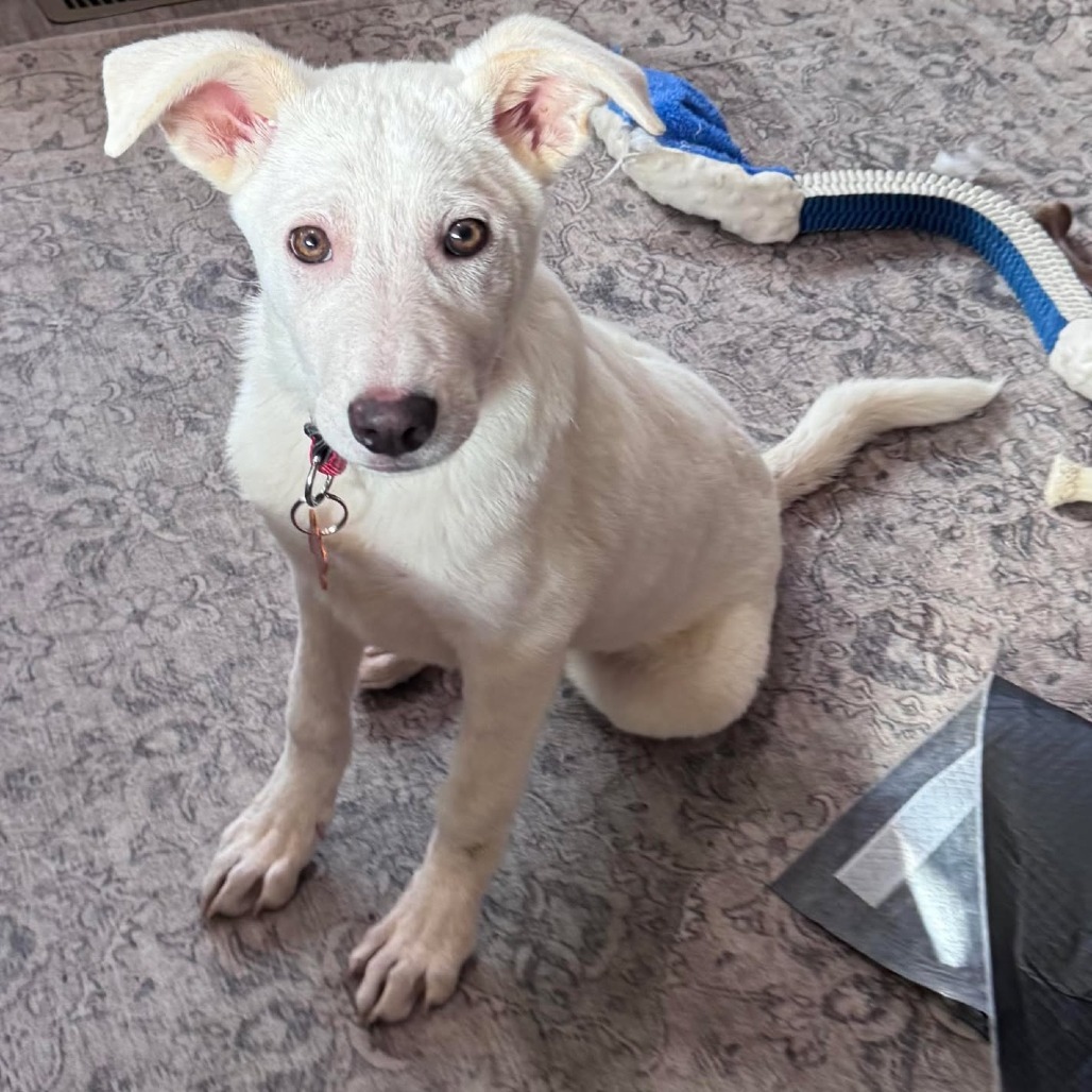 Admiral, an adoptable Labrador Retriever, Mixed Breed in Bend, OR, 97702 | Photo Image 6