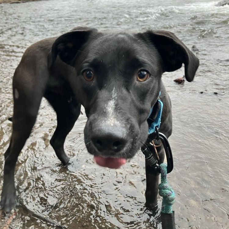 Cooper, an adoptable Labrador Retriever, Mixed Breed in Bend, OR, 97702 | Photo Image 1