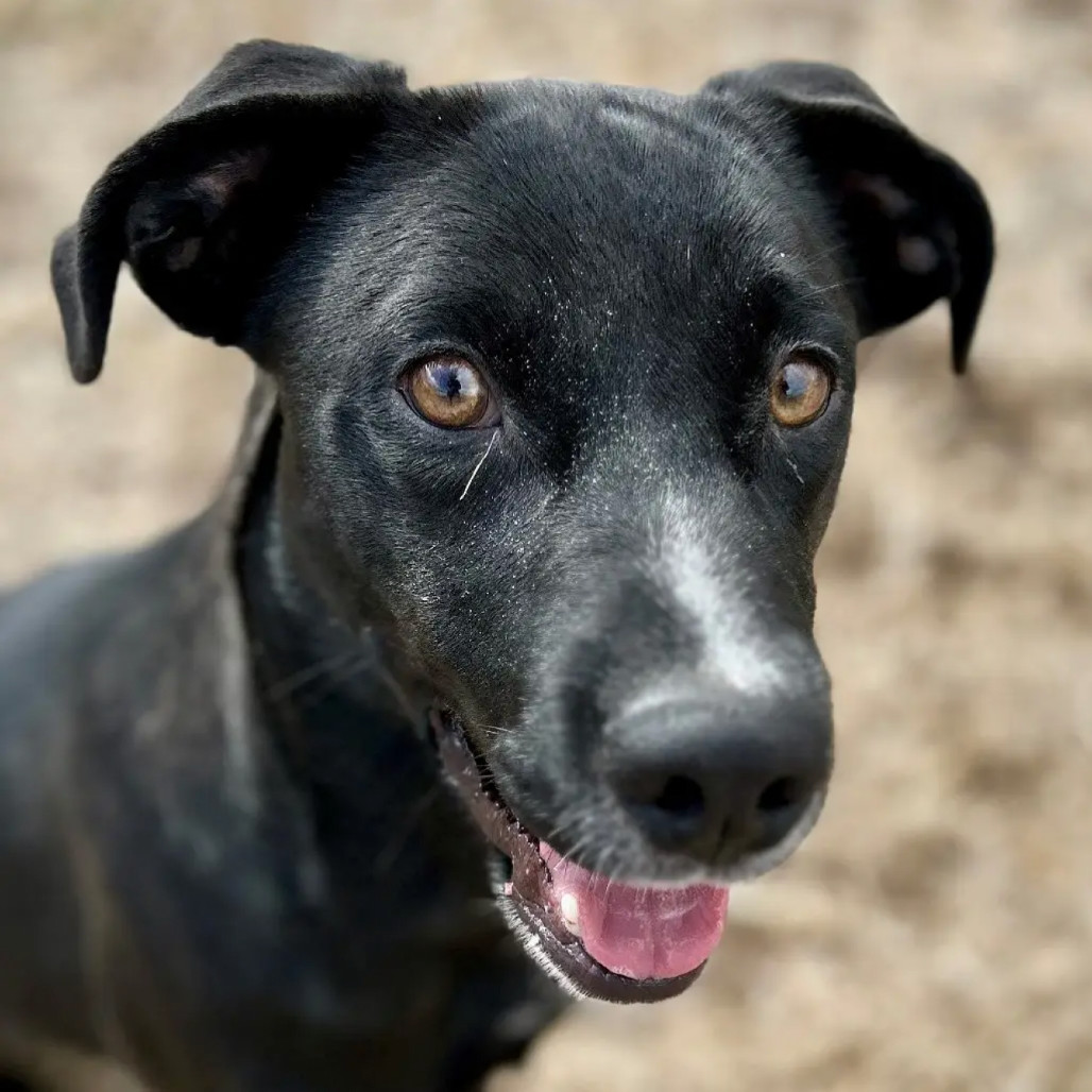 Cooper, an adoptable Labrador Retriever, Mixed Breed in Bend, OR, 97702 | Photo Image 2