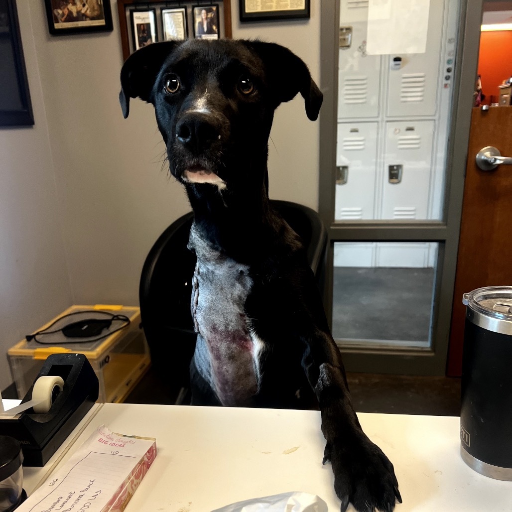 Cooper, an adoptable Labrador Retriever, Mixed Breed in Bend, OR, 97702 | Photo Image 3