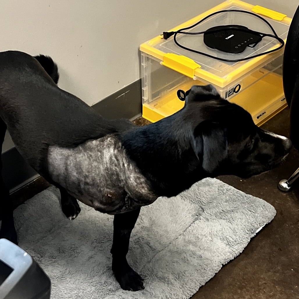 Cooper, an adoptable Labrador Retriever, Mixed Breed in Bend, OR, 97702 | Photo Image 4