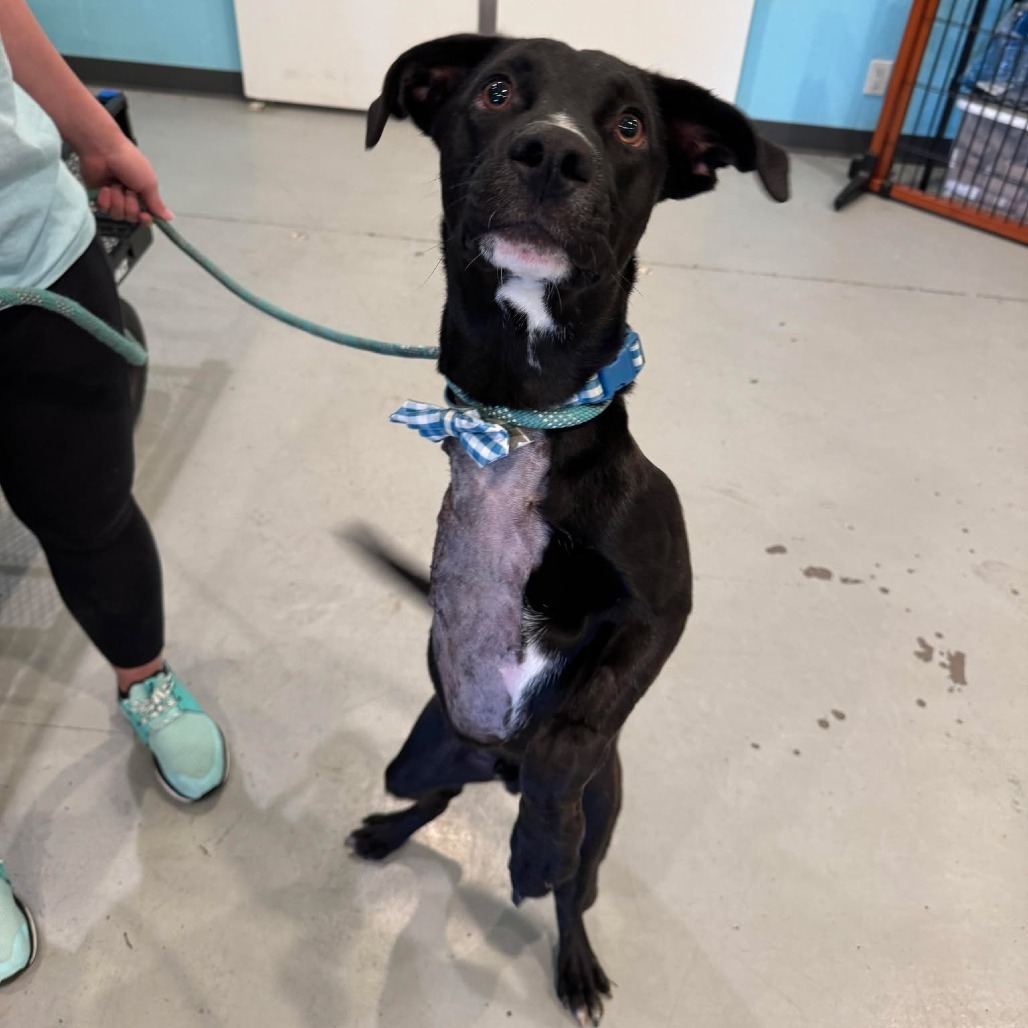 Cooper, an adoptable Labrador Retriever, Mixed Breed in Bend, OR, 97702 | Photo Image 5