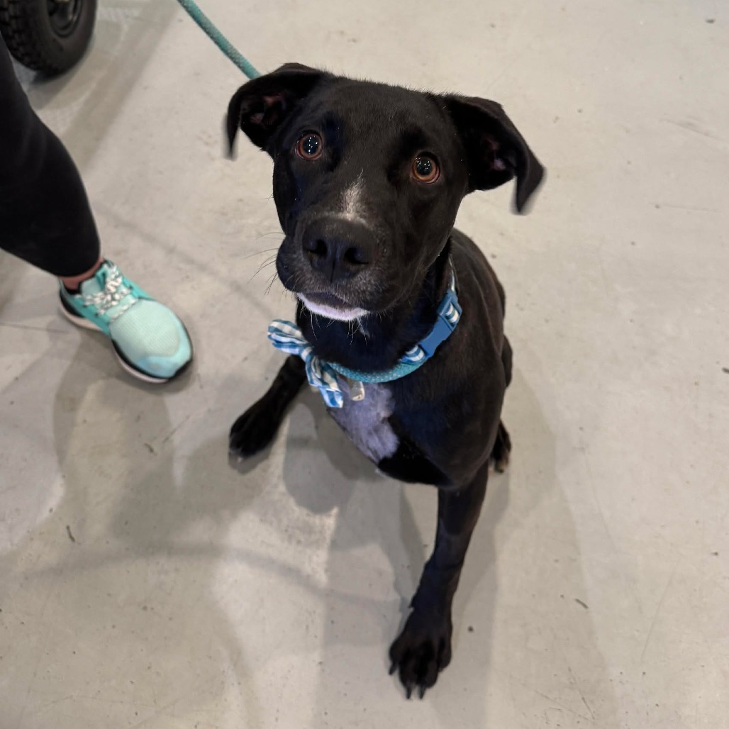 Cooper, an adoptable Labrador Retriever, Mixed Breed in Bend, OR, 97702 | Photo Image 6