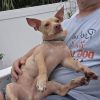 Gizmo photo 1