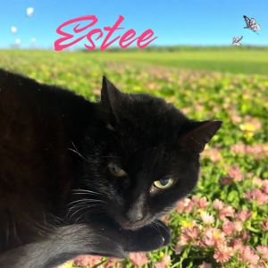 Estee