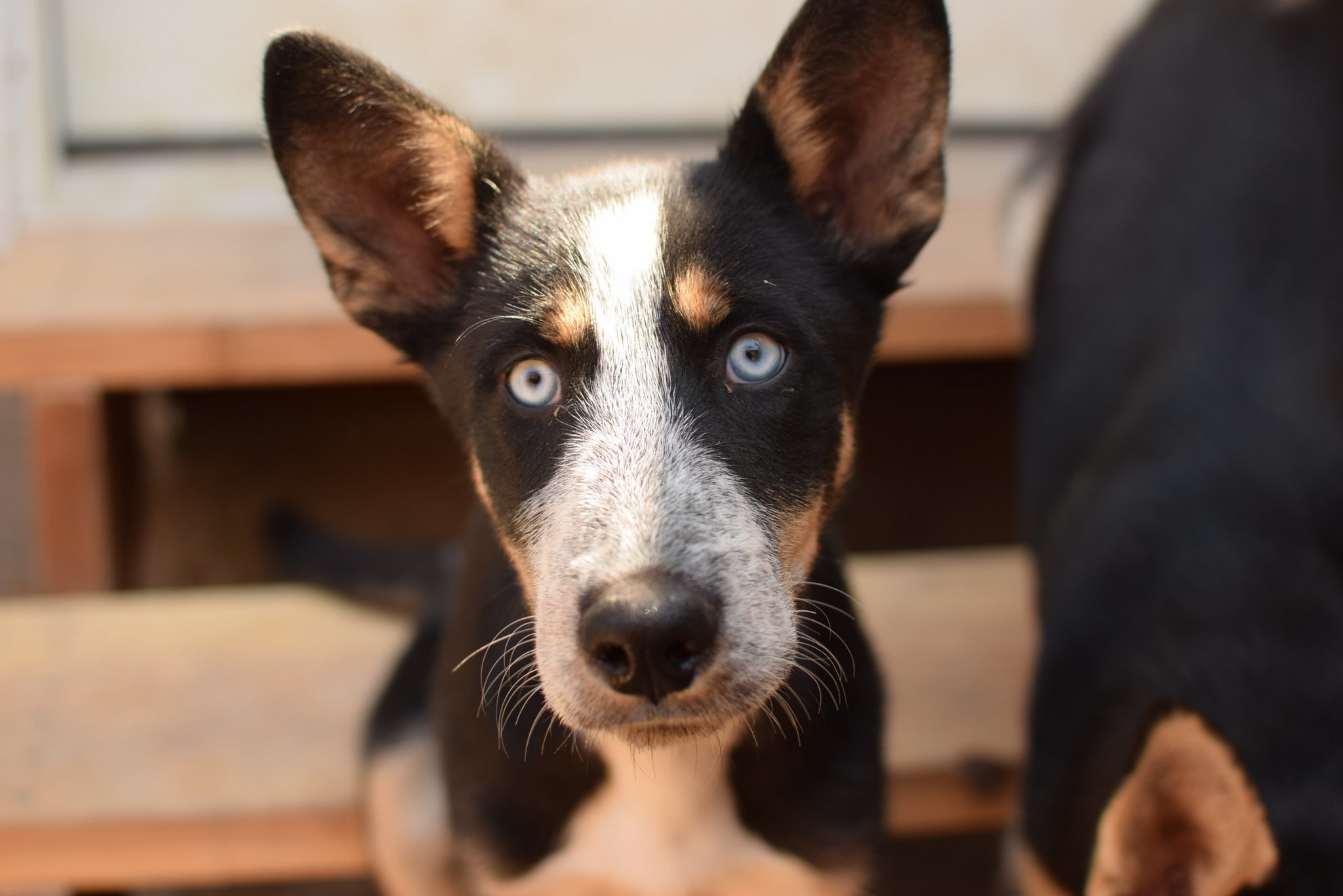 SHY, an adoptable German Shepherd Dog, Siberian Husky in Jerome, ID, 83338 | Photo Image 1