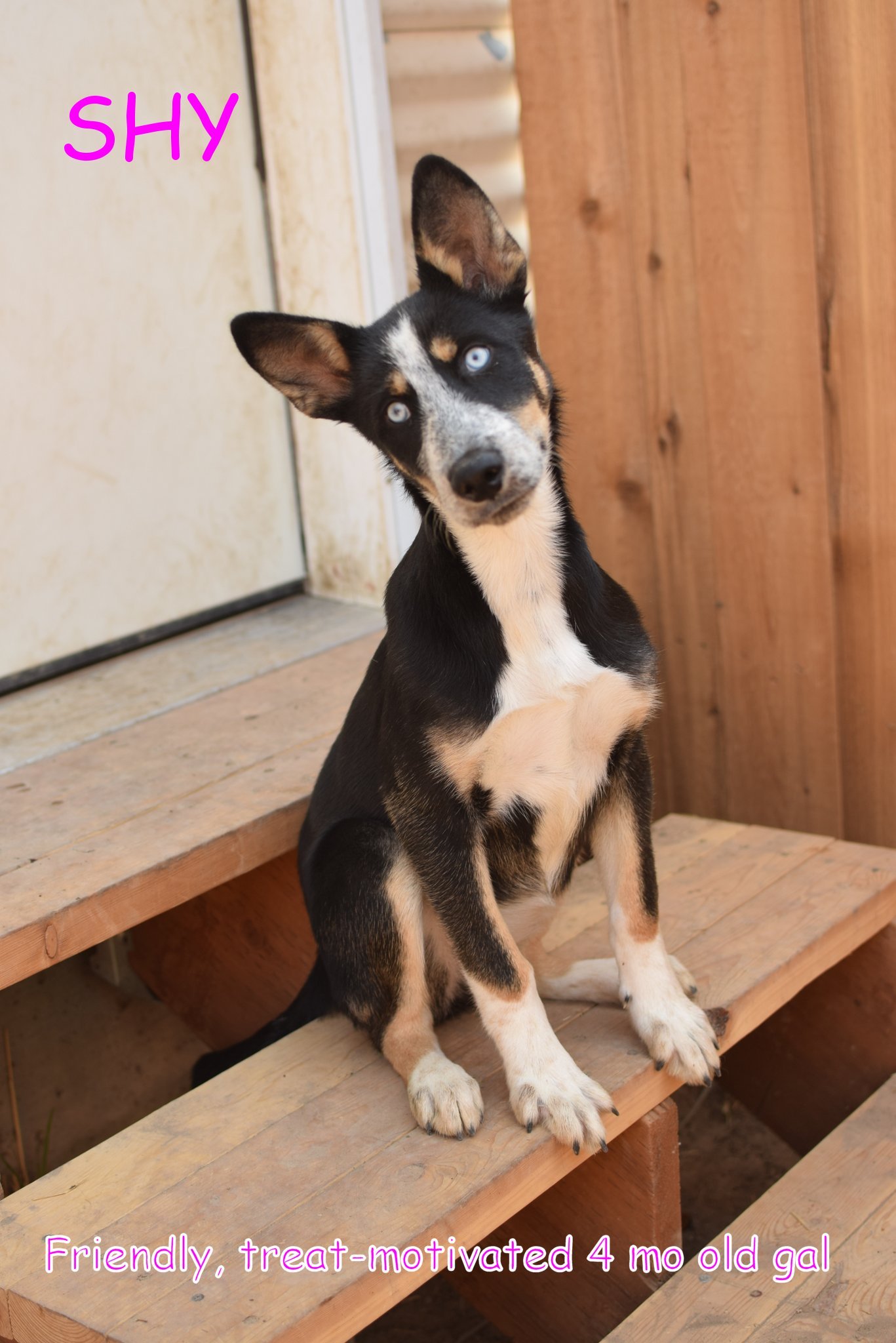 SHY, an adoptable German Shepherd Dog, Siberian Husky in Jerome, ID, 83338 | Photo Image 3