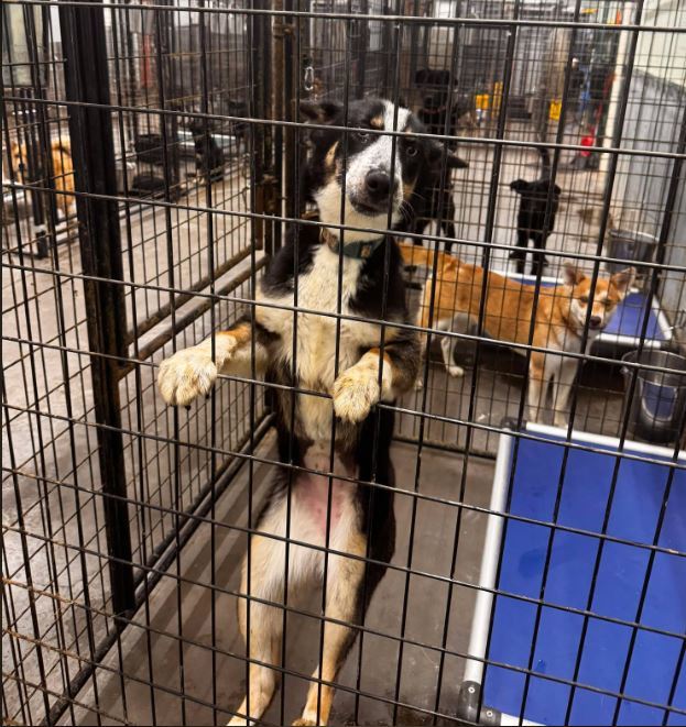 SHY, an adoptable German Shepherd Dog, Siberian Husky in Jerome, ID, 83338 | Photo Image 4