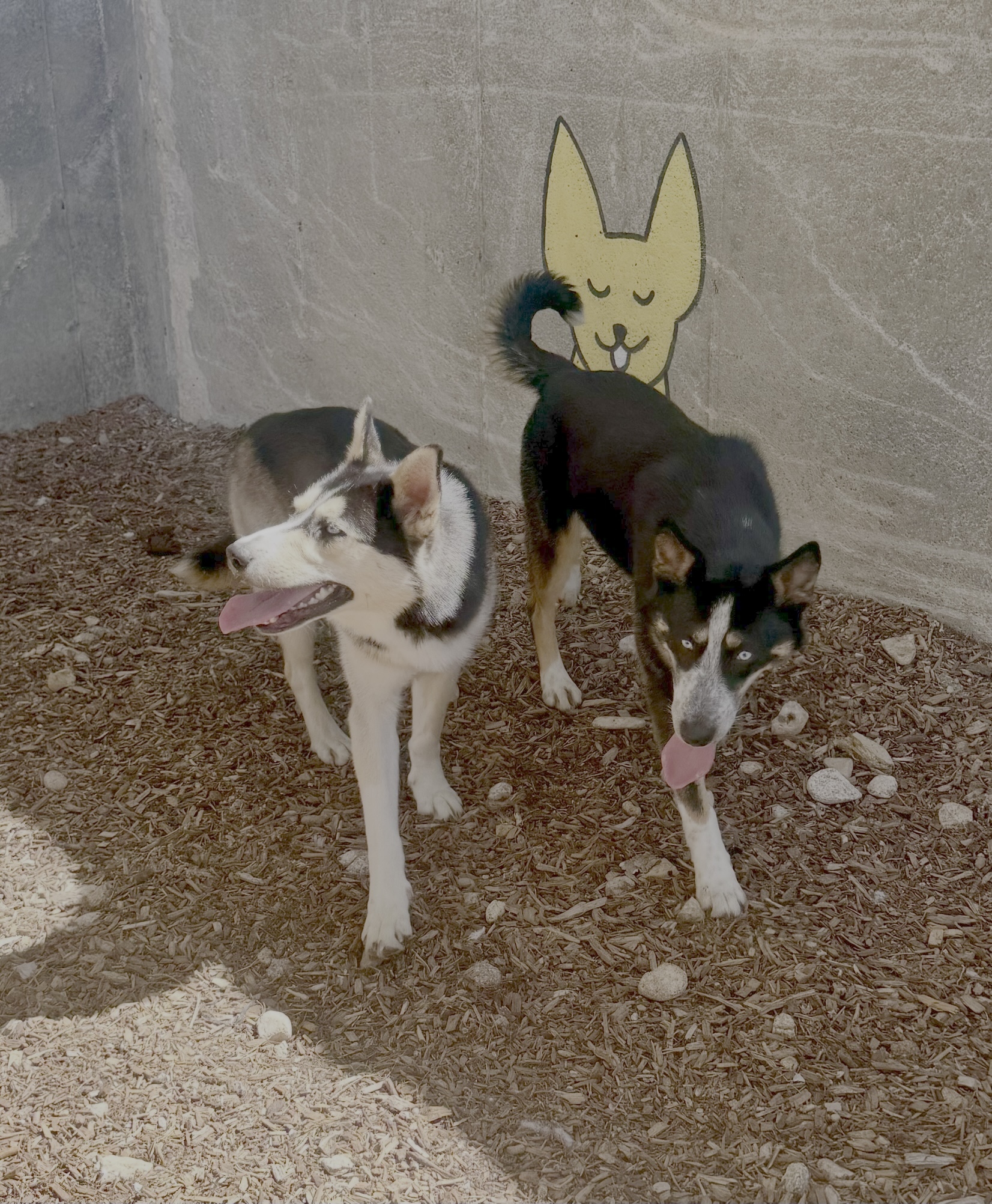 SHY, an adoptable German Shepherd Dog, Siberian Husky in Jerome, ID, 83338 | Photo Image 5