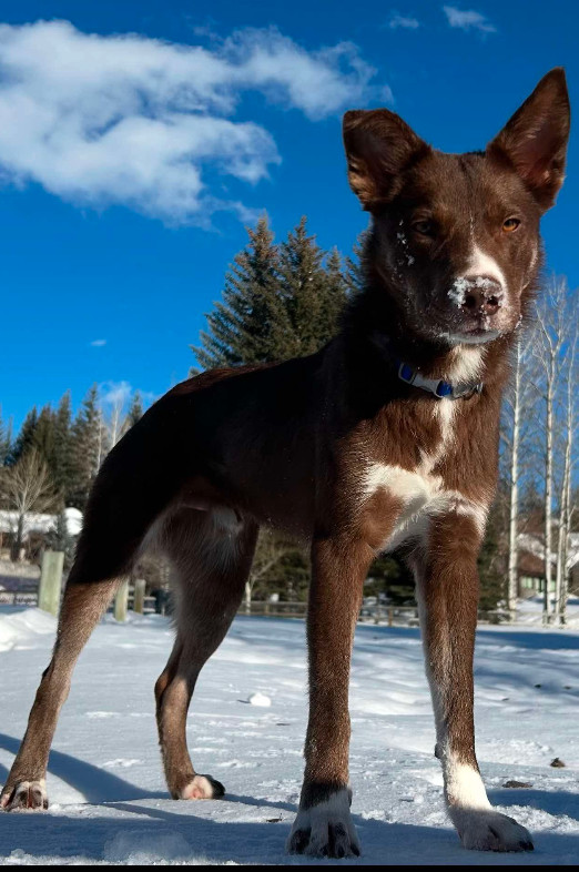 SIMMONS FKA SONIC, an adoptable Australian Cattle Dog / Blue Heeler, Border Collie in Jerome, ID, 83338 | Photo Image 1