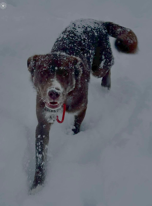 SIMMONS FKA SONIC, an adoptable Australian Cattle Dog / Blue Heeler, Border Collie in Jerome, ID, 83338 | Photo Image 3