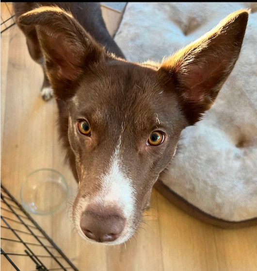 SIMMONS FKA SONIC, an adoptable Australian Cattle Dog / Blue Heeler, Border Collie in Jerome, ID, 83338 | Photo Image 5