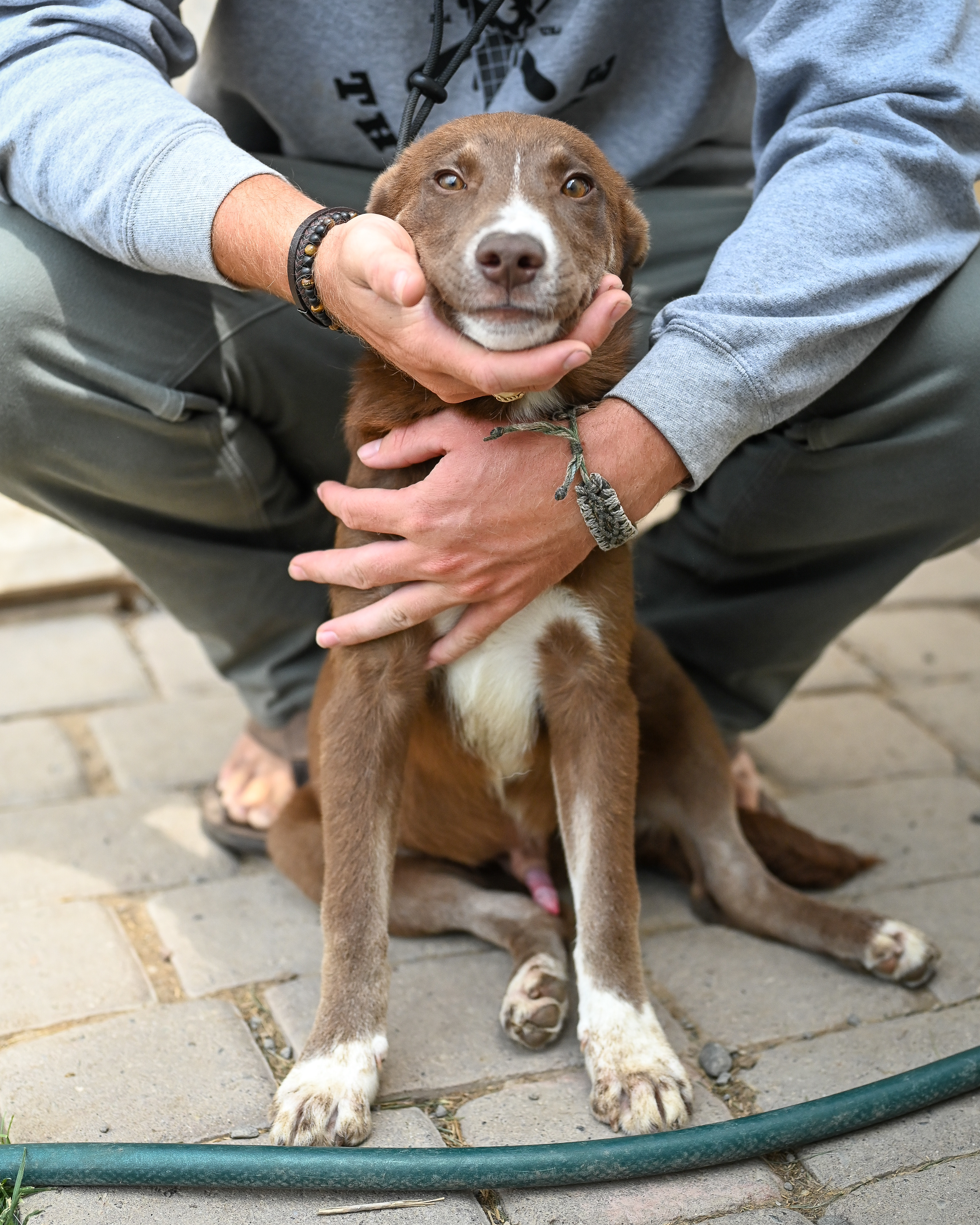 SIMMONS FKA SONIC, an adoptable Australian Cattle Dog / Blue Heeler, Border Collie in Jerome, ID, 83338 | Photo Image 6