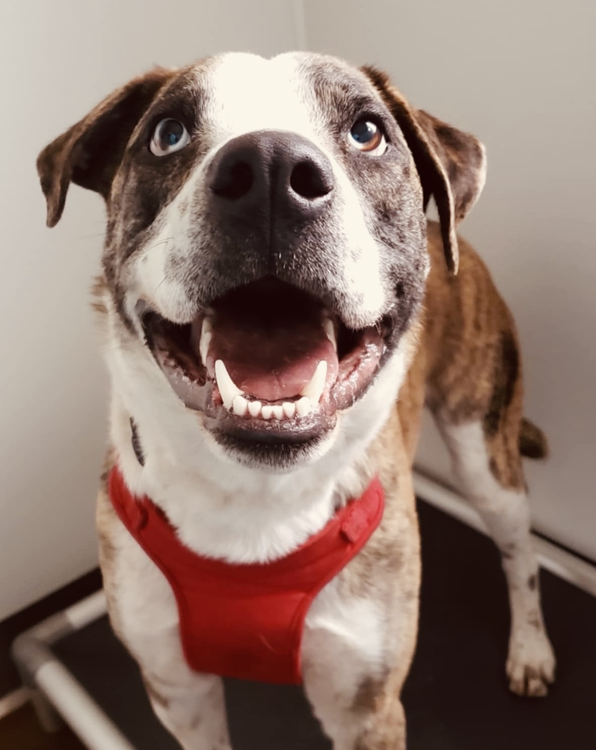 Burt, an adoptable Catahoula Leopard Dog, Mountain Cur in Jerome, ID, 83338 | Photo Image 1