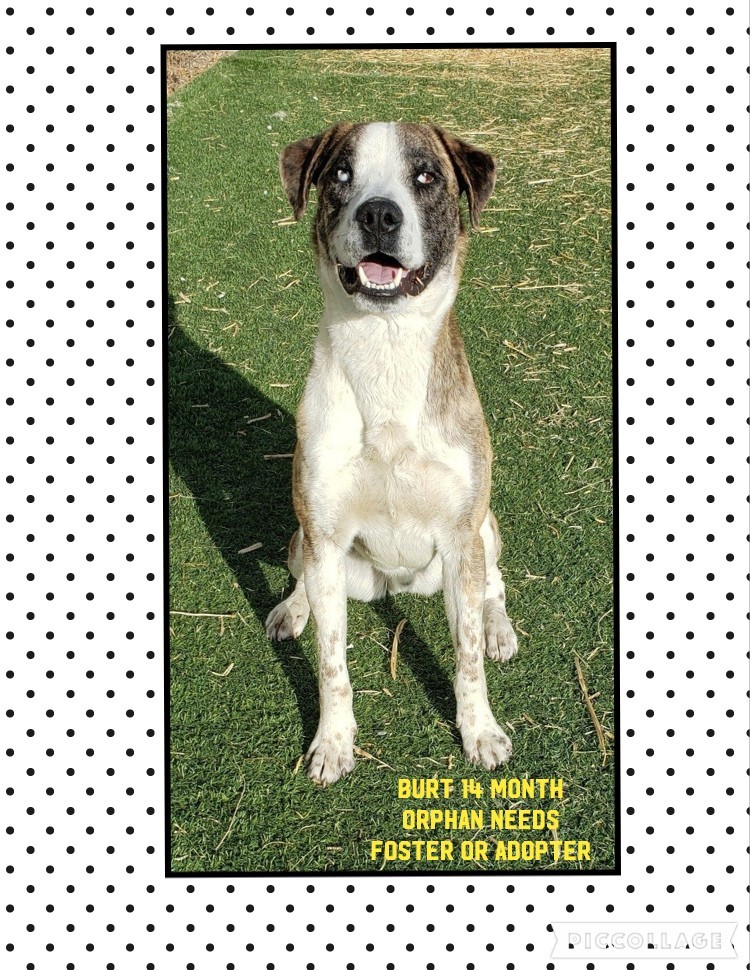 Burt, an adoptable Catahoula Leopard Dog, Mountain Cur in Jerome, ID, 83338 | Photo Image 4